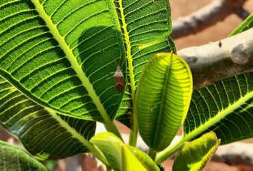 Garden Pests