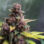 Gelato Weed
