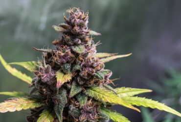 Gelato Weed